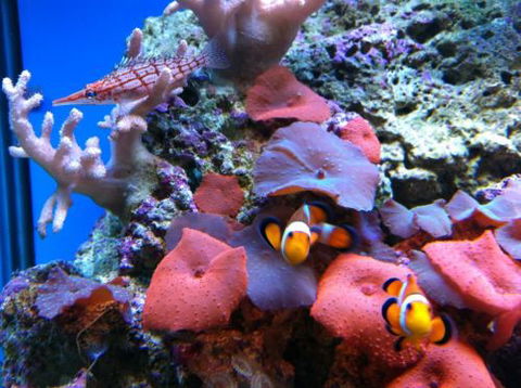 Tropical Marine Centre - Accommodation Sunshine Coast 0