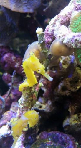 Tropical Marine Centre - Accommodation Sunshine Coast 1
