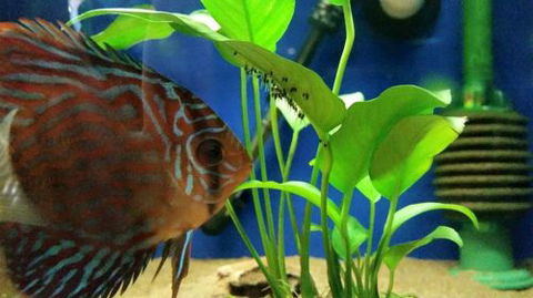 Tropical Marine Centre - Accommodation Sunshine Coast 4