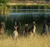 Canberra - The National Capital  Full Day Private Tour  Departs from Sydney - Accommodation Sunshine Coast