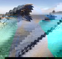 Full-Day Penguin Island  Fremantle Town