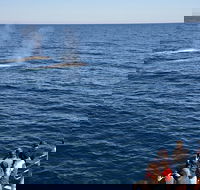 Blue Whale Perth Canyon Expedition - Accommodation Sunshine Coast