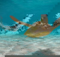 Turtle Eco Adventure Tour in Exmouth - Accommodation Sunshine Coast