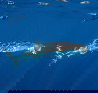 Private Whale Shark or Humpback Whale Swimming Tour - Accommodation Sunshine Coast