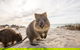 Rottnest Bayseeker Bus Tour From Hillarys Boat Harbour - thumb 5