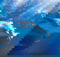 Snorkel with Sharks at AQWA - Accommodation Sunshine Coast