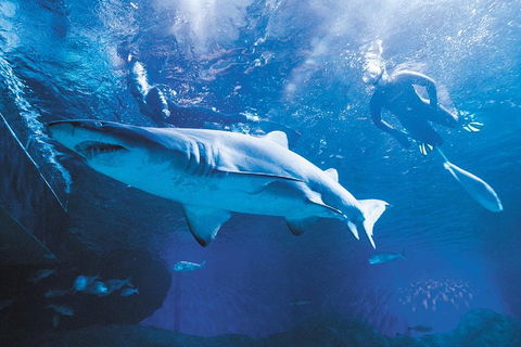 Snorkel With Sharks At AQWA - Accommodation Sunshine Coast 0
