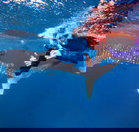 Swim with Whale Sharks- the largest fish in the world - Accommodation Sunshine Coast