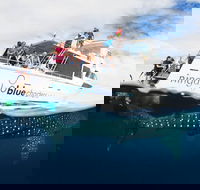 VIP luxury chartered escapes exploring the reef at your own pace - Accommodation Sunshine Coast