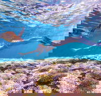 7-Day Exmouth Explorer via Pinnacles Monkey Mia Ningaloo Reef returning to Perth - Accommodation Sunshine Coast
