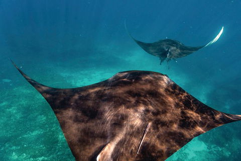 7-Day Exmouth Explorer Via Pinnacles Monkey Mia Ningaloo Reef Returning To Perth - Accommodation Sunshine Coast 8
