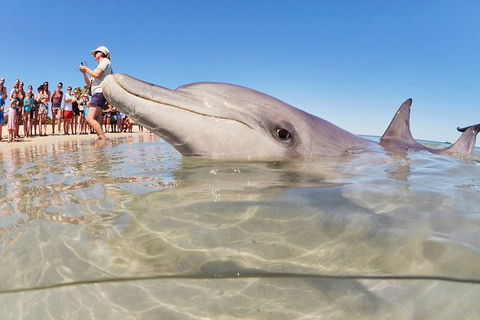 7-Day Exmouth Explorer Via Pinnacles Monkey Mia Ningaloo Reef Returning To Perth - Accommodation Sunshine Coast 3