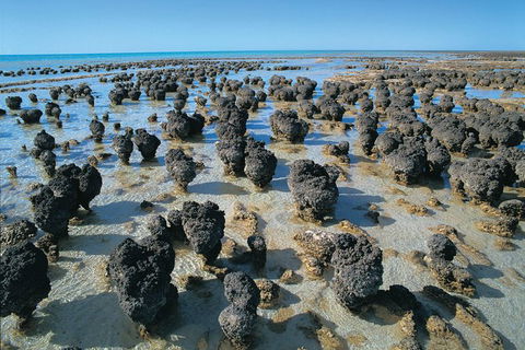7-Day Exmouth Explorer Via Pinnacles Monkey Mia Ningaloo Reef Returning To Perth - Accommodation Sunshine Coast 9