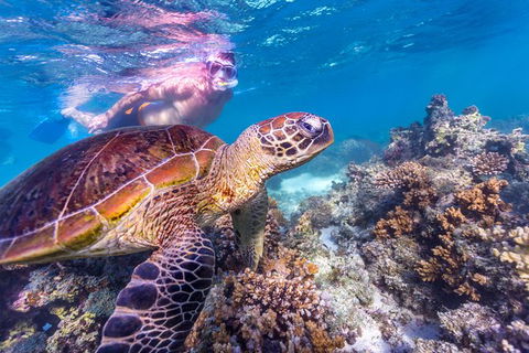 7-Day Exmouth Explorer Via Pinnacles Monkey Mia Ningaloo Reef Returning To Perth - Accommodation Sunshine Coast 11