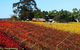 Swan Valley Wine Time (Private) Day Tour - thumb 0
