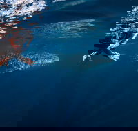 Deluxe WhaleShark Swim Tour on the Ningaloo Reef from Exmouth - Accommodation Sunshine Coast