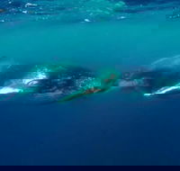 Humpback Whale Swim Tour - Accommodation Sunshine Coast