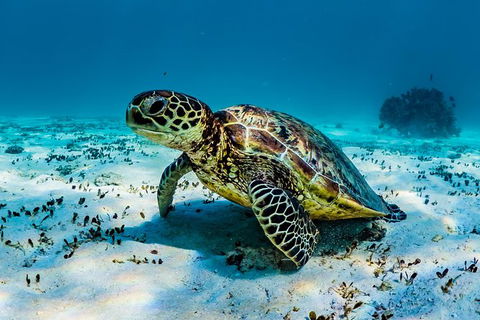 Turtle And Reef Adventure - Accommodation Sunshine Coast 0