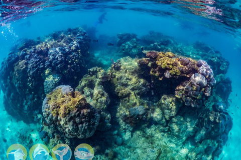 Turtle And Reef Adventure - Accommodation Sunshine Coast 1