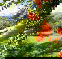 Full-Day Swan Valley Wildlife Park Winery  Fruit Orchard - Accommodation Sunshine Coast
