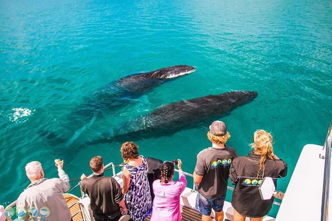 Humpback Whale Sunset Cruise - Accommodation Sunshine Coast 0