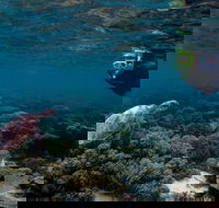 3 Night Ningaloo Reef Snorkel and Dive Getaway from Coral Bay - Accommodation Sunshine Coast