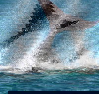 Whale-Watching Cruise and Hillarys Boat Harbour Day Trip from Perth - Accommodation Sunshine Coast