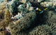 Muiron Island Dive & Snorkel Tour - thumb 0