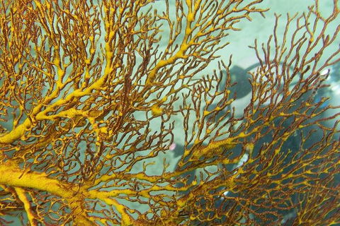 Muiron Island Dive & Snorkel Tour - Accommodation Sunshine Coast 6