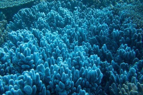 Muiron Island Dive & Snorkel Tour - Accommodation Sunshine Coast 3