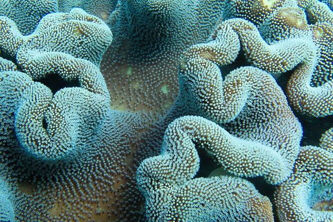 Muiron Island Dive & Snorkel Tour - Accommodation Sunshine Coast 5