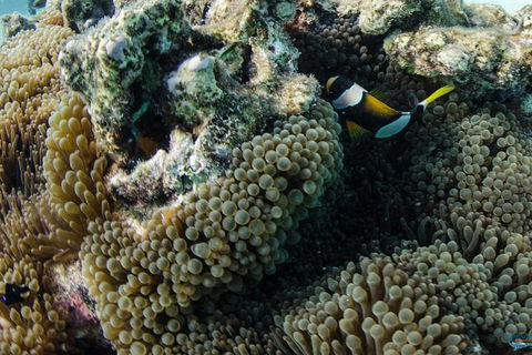 Muiron Island Dive & Snorkel Tour - Accommodation Sunshine Coast 2
