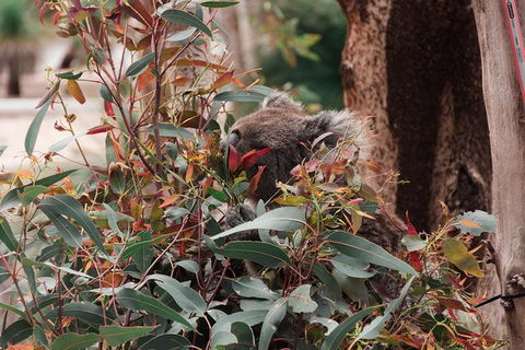 Yanchep & Lancelin - Wildlife, Cave And Sands - Accommodation Sunshine Coast 5