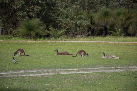 Yanchep & Lancelin - Wildlife, Cave And Sands - Accommodation Sunshine Coast 8