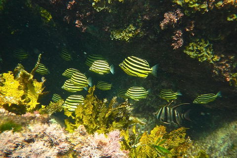 Margaret River Coastal And Wildlife Eco Trip From Busselton Or Dunsborough - Accommodation Sunshine Coast 4