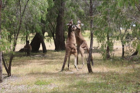 Margaret River Coastal And Wildlife Eco Trip From Busselton Or Dunsborough - Accommodation Sunshine Coast 14