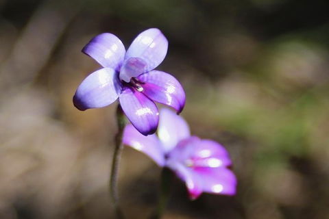 Margaret River Coastal And Wildlife Eco Trip From Busselton Or Dunsborough - Accommodation Sunshine Coast 6