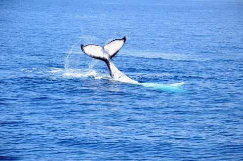 Margaret River Coastal And Wildlife Eco Trip From Busselton Or Dunsborough - Accommodation Sunshine Coast 11