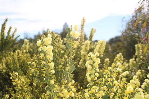 Margaret River Coastal And Wildlife Eco Trip From Busselton Or Dunsborough - Accommodation Sunshine Coast 7