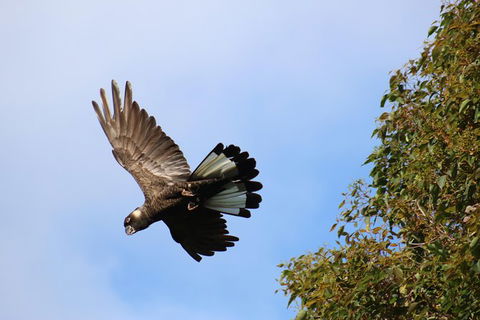 Margaret River Coastal And Wildlife Eco Trip From Busselton Or Dunsborough - Accommodation Sunshine Coast 3