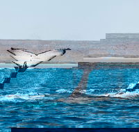 Ningaloo Reef Eco Tours - Accommodation Sunshine Coast