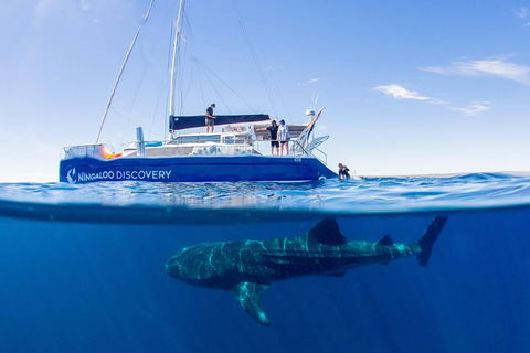 Ningaloo Whale Shark Swim On A Luxury Sailing Catamaran - Accommodation Sunshine Coast 0