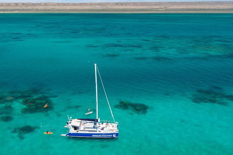 Ningaloo Whale Shark Swim On A Luxury Sailing Catamaran - Accommodation Sunshine Coast 1
