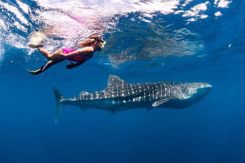 Ningaloo Whale Shark Swim On A Luxury Sailing Catamaran - Accommodation Sunshine Coast 5