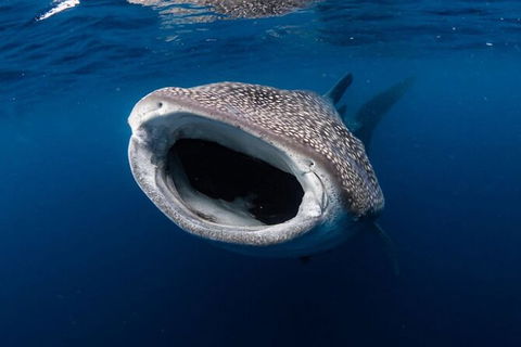 Ningaloo Whale Shark Swim On A Luxury Sailing Catamaran - Accommodation Sunshine Coast 3