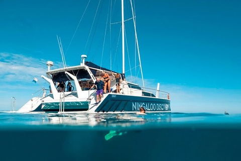 Ningaloo Whale Shark Swim On A Luxury Sailing Catamaran - Accommodation Sunshine Coast 7