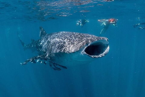 Ningaloo Whale Shark Swim On A Luxury Sailing Catamaran - Accommodation Sunshine Coast 6