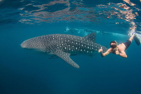 Ningaloo Reef Whale Shark Snorkeling Adventure Apr-July - Accommodation Sunshine Coast 0