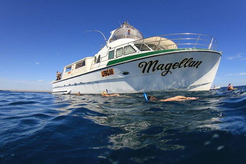 Ningaloo Reef Whale Shark Snorkeling Adventure Apr-July - Accommodation Sunshine Coast 1