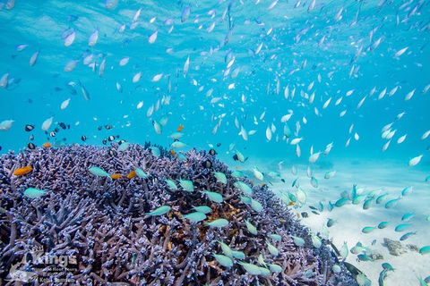 Ningaloo Reef Whale Shark Snorkeling Adventure Apr-July - Accommodation Sunshine Coast 6
